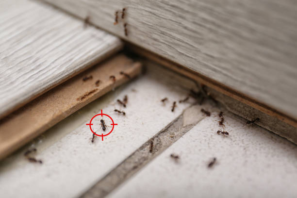 Best Commercial Pest Control Services  in Thibodaux, LA