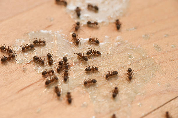 Best Pest Control Near Me  in Thibodaux, LA